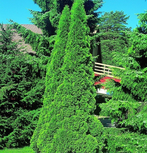 Tuja Thuja Smaragd Żywotnik zachodni 110-125cm w doniczce