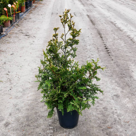 Thuja Tuja Żywotnik zachodni Aureospicata Pachnąca jabłkiem