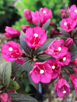 Krzewuszka cudowna Minor Black (C2)