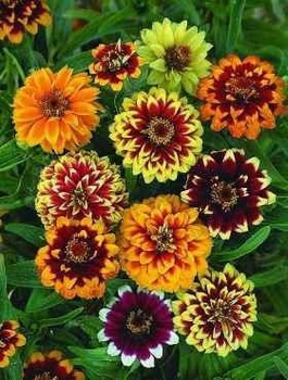 Cynia meksykańska Persian Carpet 1 g