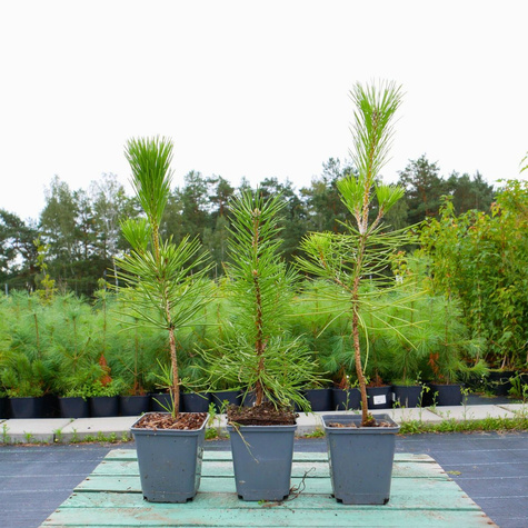 Sosna Thunberga (C2)