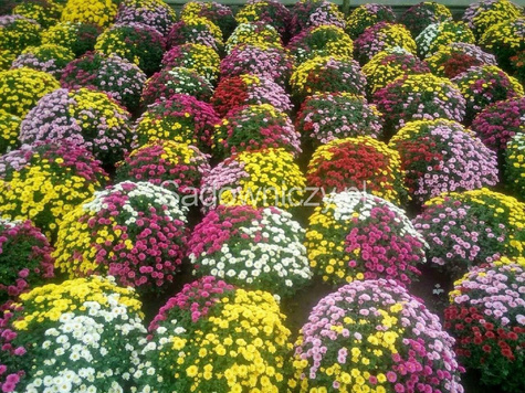 Chryzantema drobnokwiatowa cytrynowa DUŻA DONICA