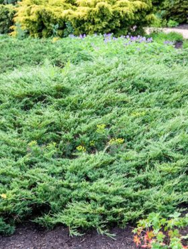 Jałowiec płożący Hughes