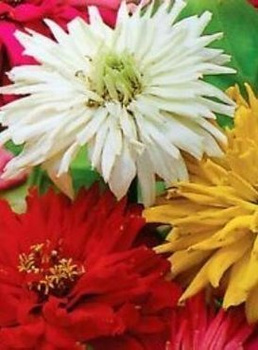 Cynia wytworna chryzantemowa mix 1g