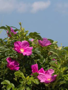 Zestaw Żywopłot Obronny gęsta bariera z kolcami Róża dzika 100 szt Plant Pack