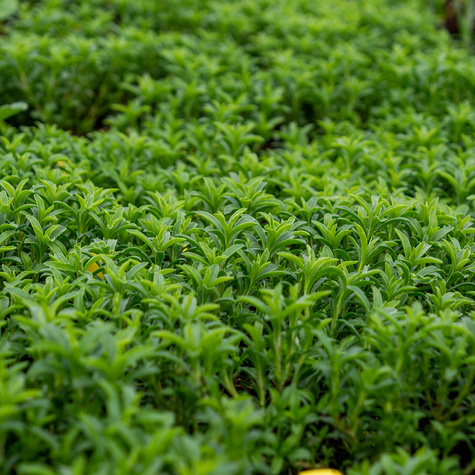 Cząber górski Czubryca Przyprawa (P9)