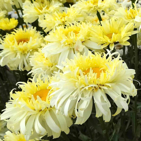 Złocień wspaniały Real Chamer (C2)