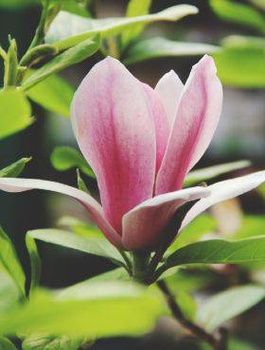 Magnolia Soulange'a Satisfaction (C2)