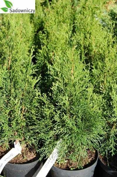 Tuja Thuja Smaragd Żywotnik zachodni 110-125cm w doniczce