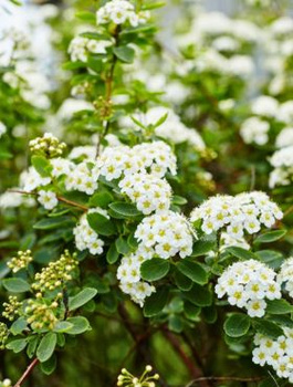 Tawuła nippońska Snowmound (C2)