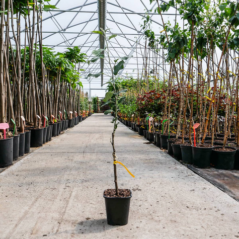 Jabłoń Jonagored Red Jonaprince w doniczce C2