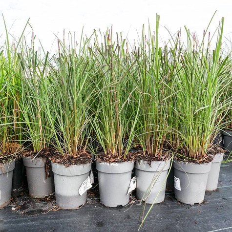 Miskant chiński Kleine Silberspinne (C2)