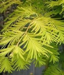 Metasekwoja chińska Goldrush