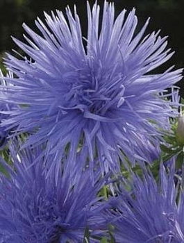 Aster chiński igiełkowy Agnieszka 0,5g