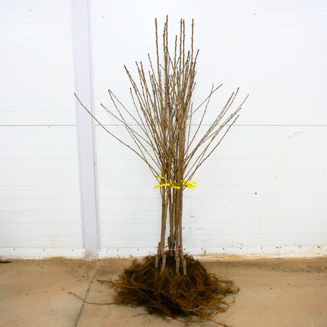 Czereśnia Bladoróżowa Miodówka Jasna Plant Pack