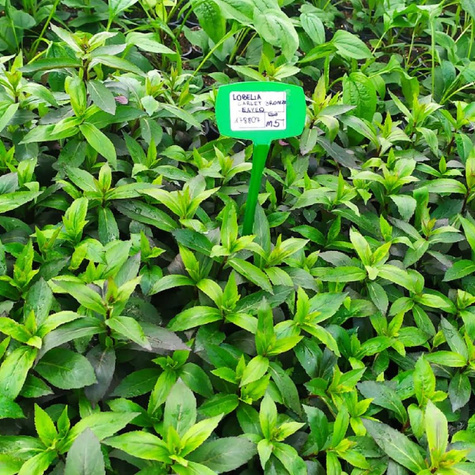 Lobelia okazała Starship Scarlet Bronze Leaved (C2)