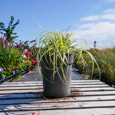 Turzyca oszimska Evergold (C2)