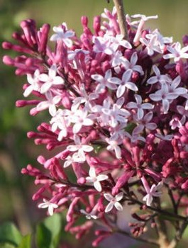 Lilak Red Pixie Bez miniaturowy Oryginalny (C2)