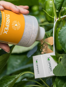 Dobroczynek wielożerny Thripex-V 50.000 1000ml