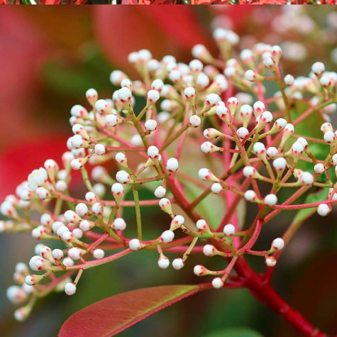 Głogownik Frasera Carre Rouge (C2)