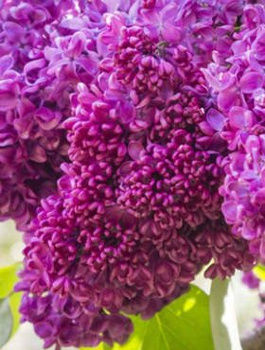 Lilak pospolity Charles Joly czerowno-purpurowy pełny pachnący (C2)