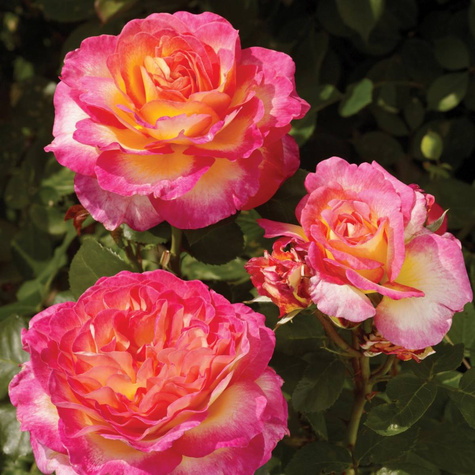 Róża parkowa National Parks Gorgeous (C2) pachnąca