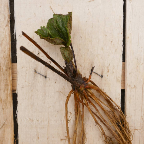 Zestaw Truskawki Późne Słodkości Frigo