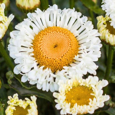 Złocień wspaniały Jastrun Real Neat (C2)