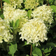 Hortensja bukietowa 'Skyfall' (C2)