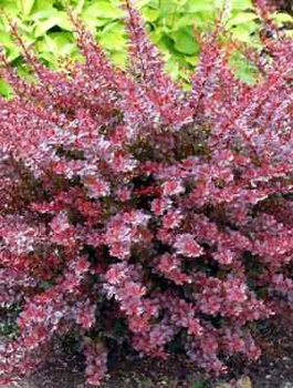 Berberys Thunberga Carmen (C2)