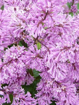 Lilak kosmaty Minuet (C2)