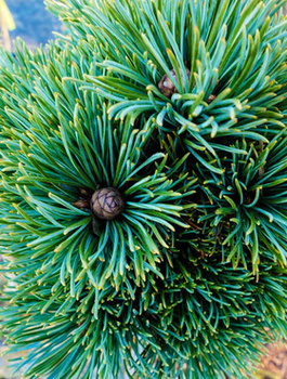 Sosna drobnokwiatowa ‘Kin-Po’ Pa 50