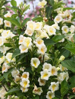 Krzewuszka cudowna Sunny Side Up (C2)