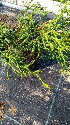 Cyprysik japoński Tsatsumi