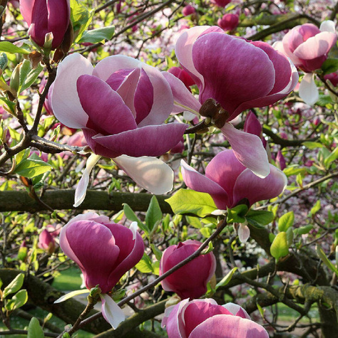 Magnolia Soulangea Lennei (P9)