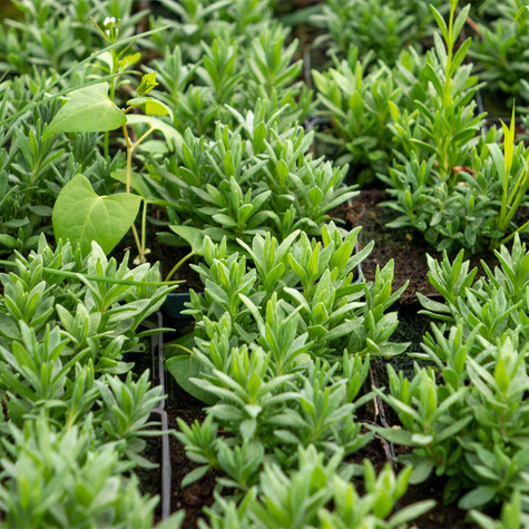 Lawenda wąskolistna lekarska Munstead (C2)