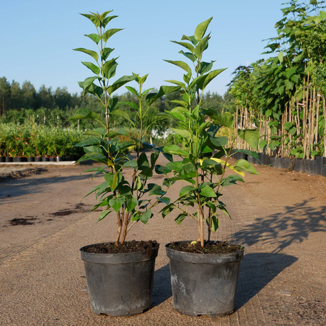 Lilak pospolity Bez Andenken an Ludwig Spath Najsilniej pachnący (C2)