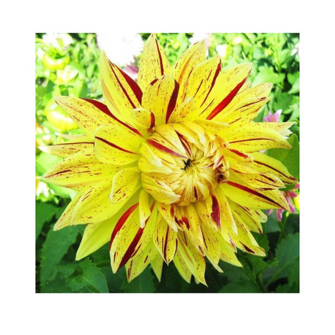 Dalia dekoracyjna Cambrifge żółta nakrapiana