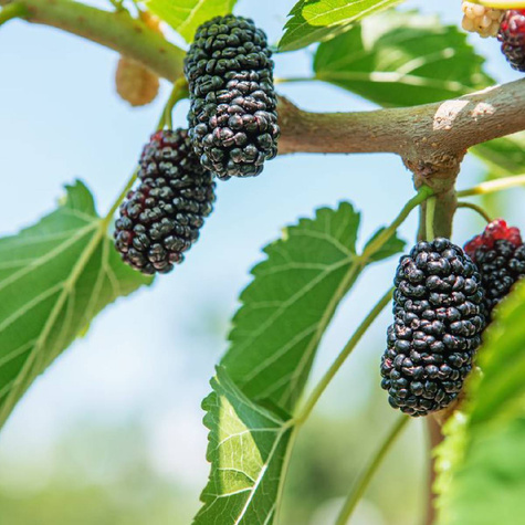 Morwa Czarna Pendula szczepiona na pniu