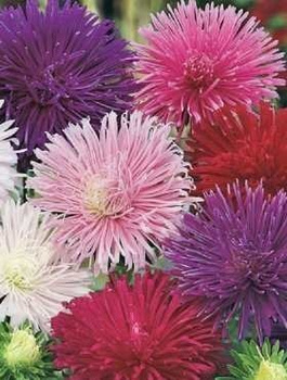 Aster chiński igiełkowy mix+ 50% gratis 1,5 g Vilmorin