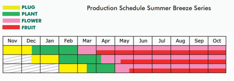 Truskawka balkonowa Summer Breeze Snow w doniczce