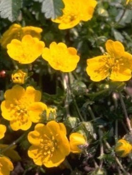 Pięciornik alpejski Goldrausch