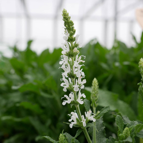 Szałwia omszona Schneehugel (C2)