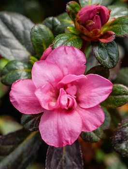 Azalia japońska Rokoko (C2)