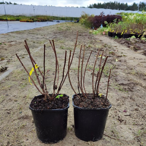 Hortensja bukietowa Living Strawberry Bloosom (C2)