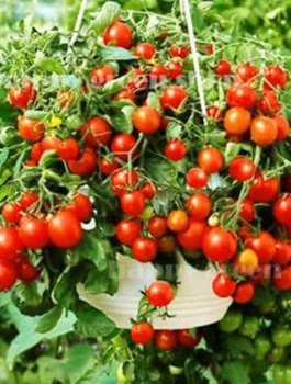 Pomidor gruntowy do pojemników Bajaja 0,5g koktajlowy