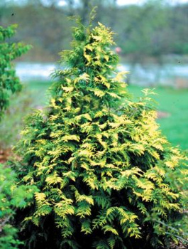 Thuja Tuja Żywotnik olbrzymi Zebrina (C2)