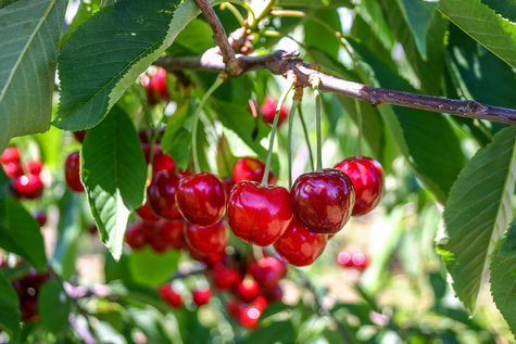 Czereśnia Burlat Plant Pack 