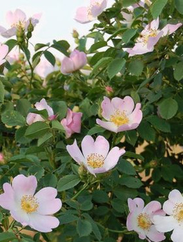 Zestaw Róża dzika Rosa canina 6 szt