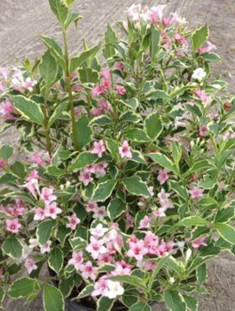 Krzewuszka cudowna Suzanne (C2)